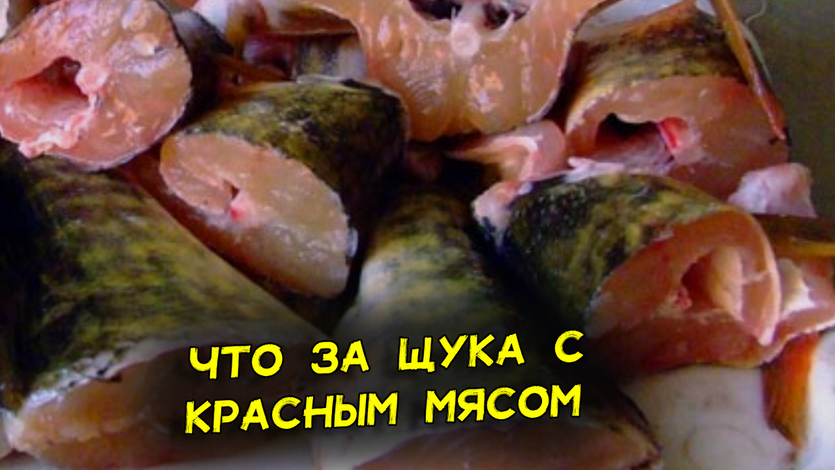 Щука с красным мясом. Фото Vlad Klem 1 2011 год