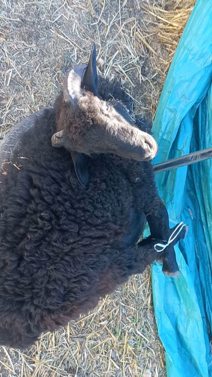 Баранчик 8 месяцев