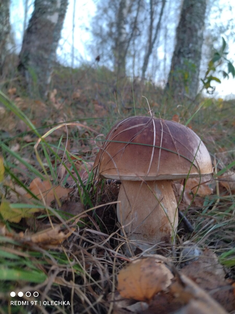 Боровик был отменный. 