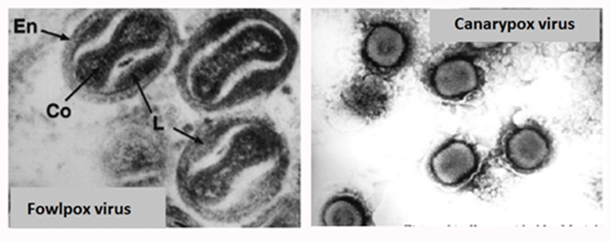 Вирионы оспы кур (Fowlpox virus) и оспы канареек (Canarypox virus) под микроскопом