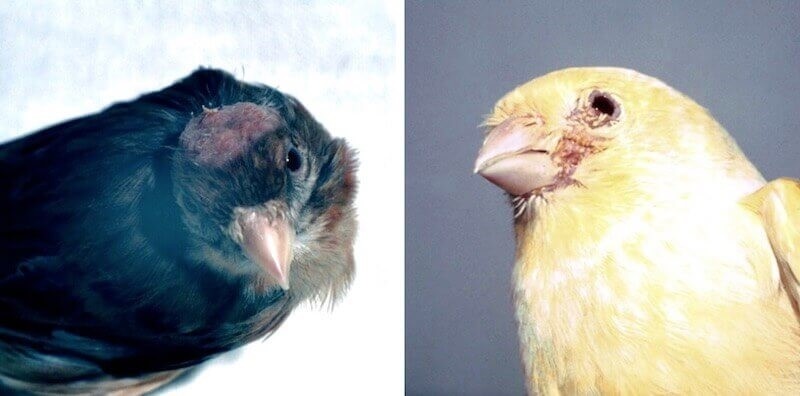 Больные лапы у канареек. Канарейки амадины. Клещи канареек. Канарейка кенар. Трахейный клещ у канареек.