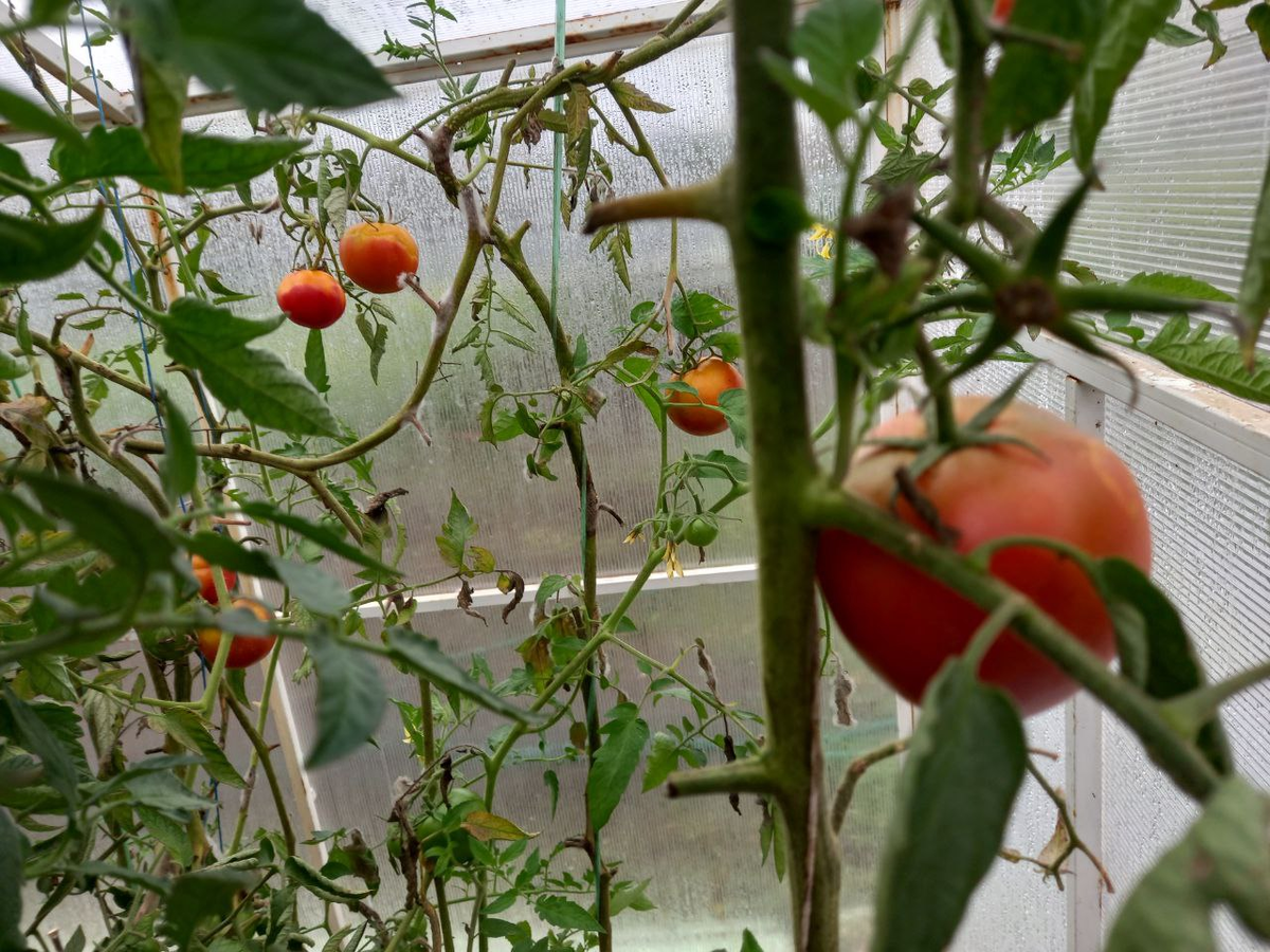 Фото сделано автором 9 октября