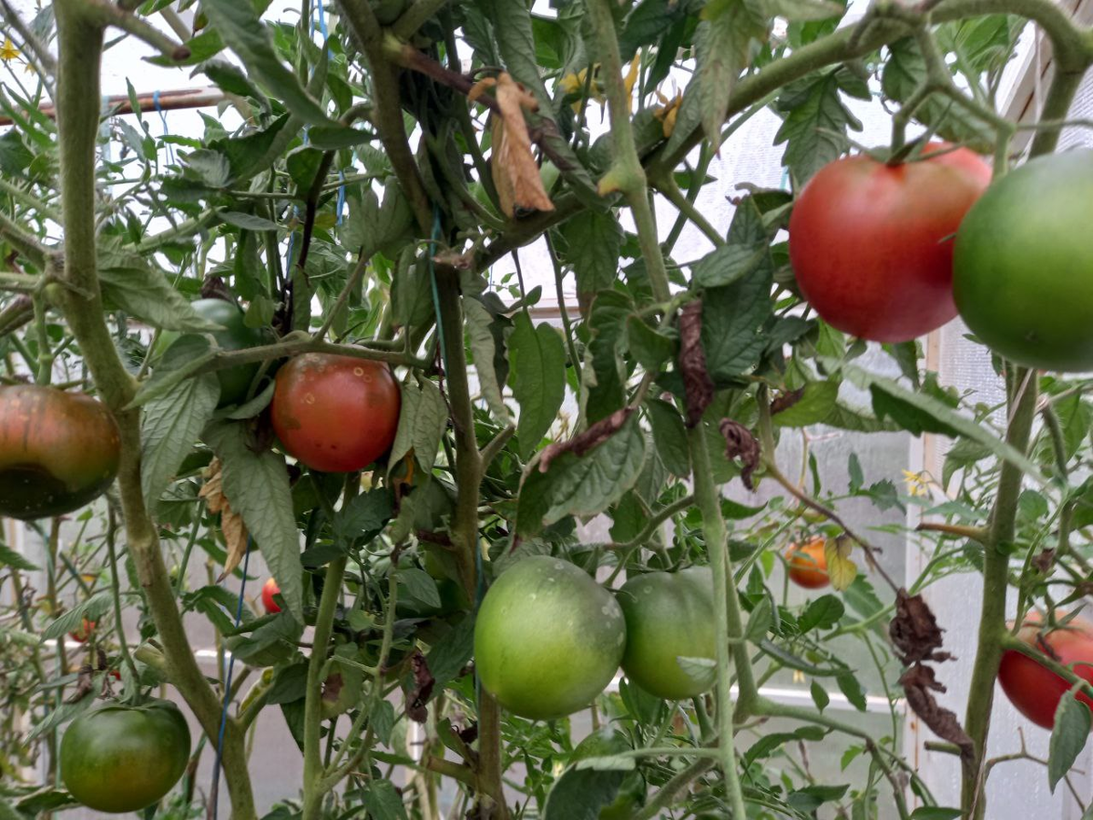 Фото сделано автором 9 октября