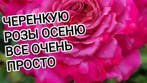 ЧЕРЕНКУЮ РОЗЫ ОСЕНЬЮ. ВСЕ ОЧЕНЬ ПРОСТО. РОЗА ЦВЕТУЩАЯ БОЛЕЕ ДВУХ МЕСЯЦЕВ.