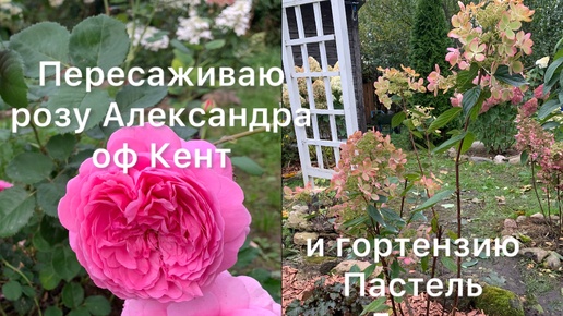 ПЕРЕСАЖИВАЮ ГОРТЕНЗИЮ ПАСТЕЛЬ ГРИН И РОЗУ АЛЕКСАНДРА КЕНТСКАЯ🌺