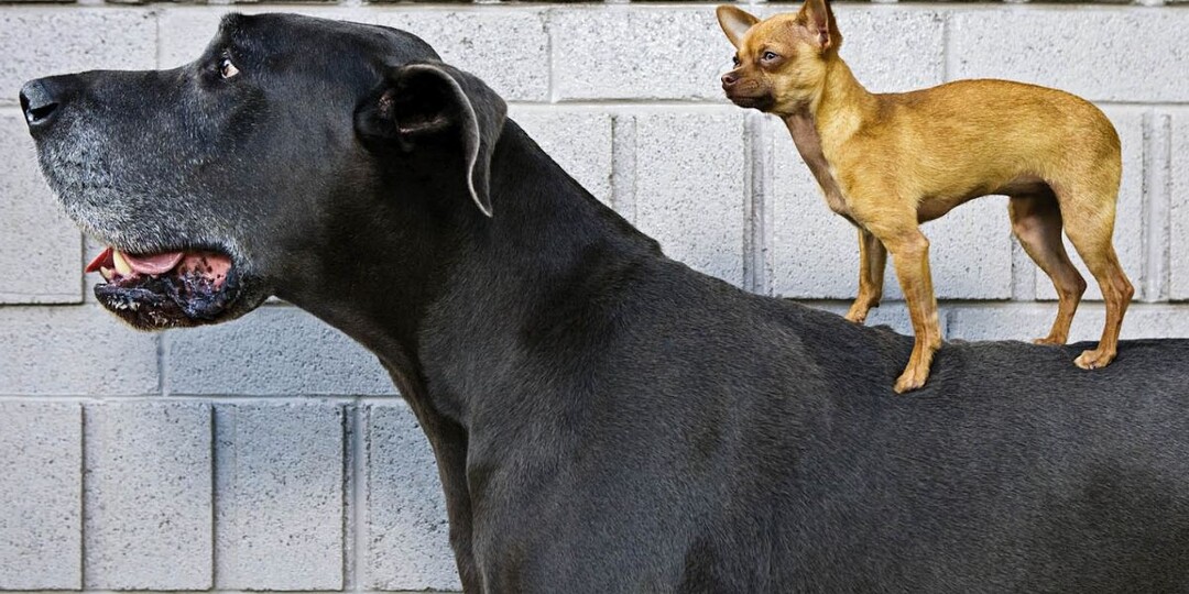 Почему маленькие собаки живут дольше больших: что говорят учёные