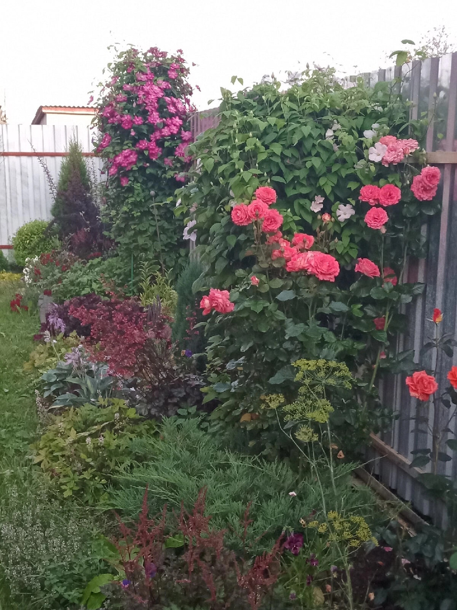 палисадник в конце августа. 2023 год