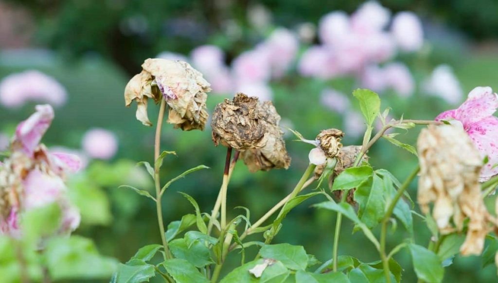 Фото из архива