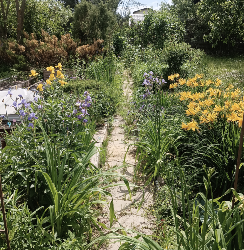 Летом она вся зарастает