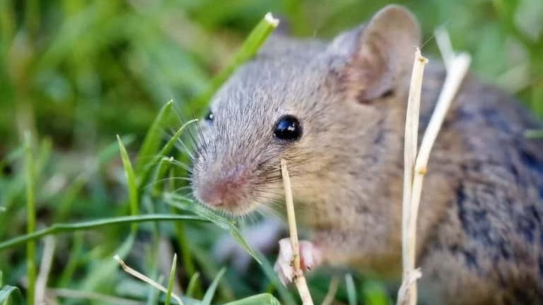 Вот так выглядит главный враг дачника в действии.