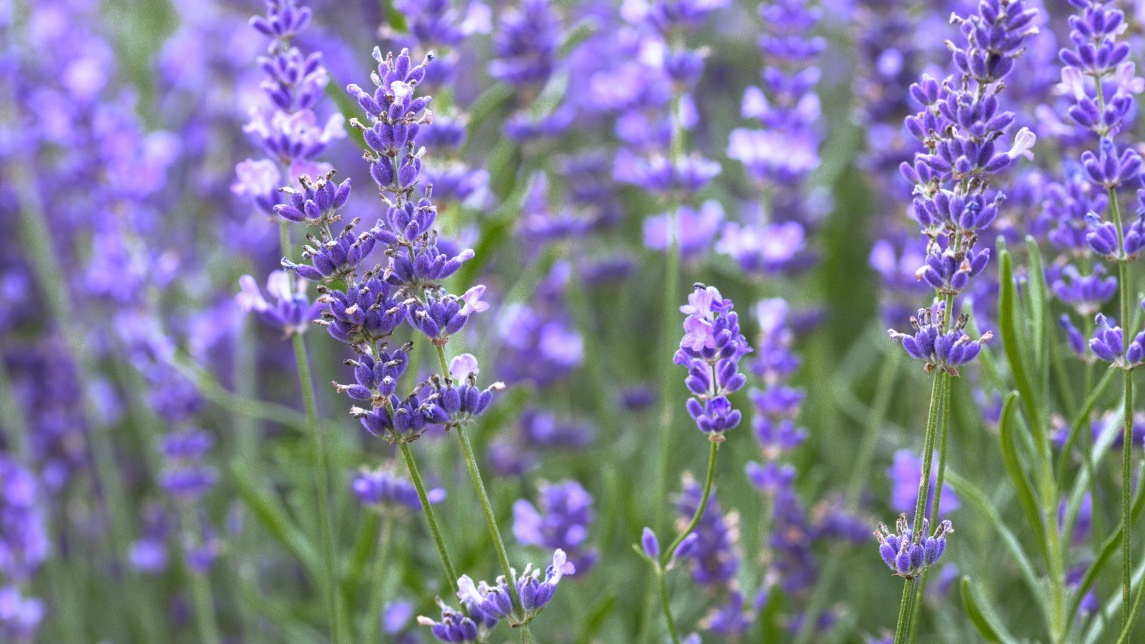 Так можно защитить огород от грызунов с помощью растений.