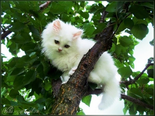 Котенок на дереве
