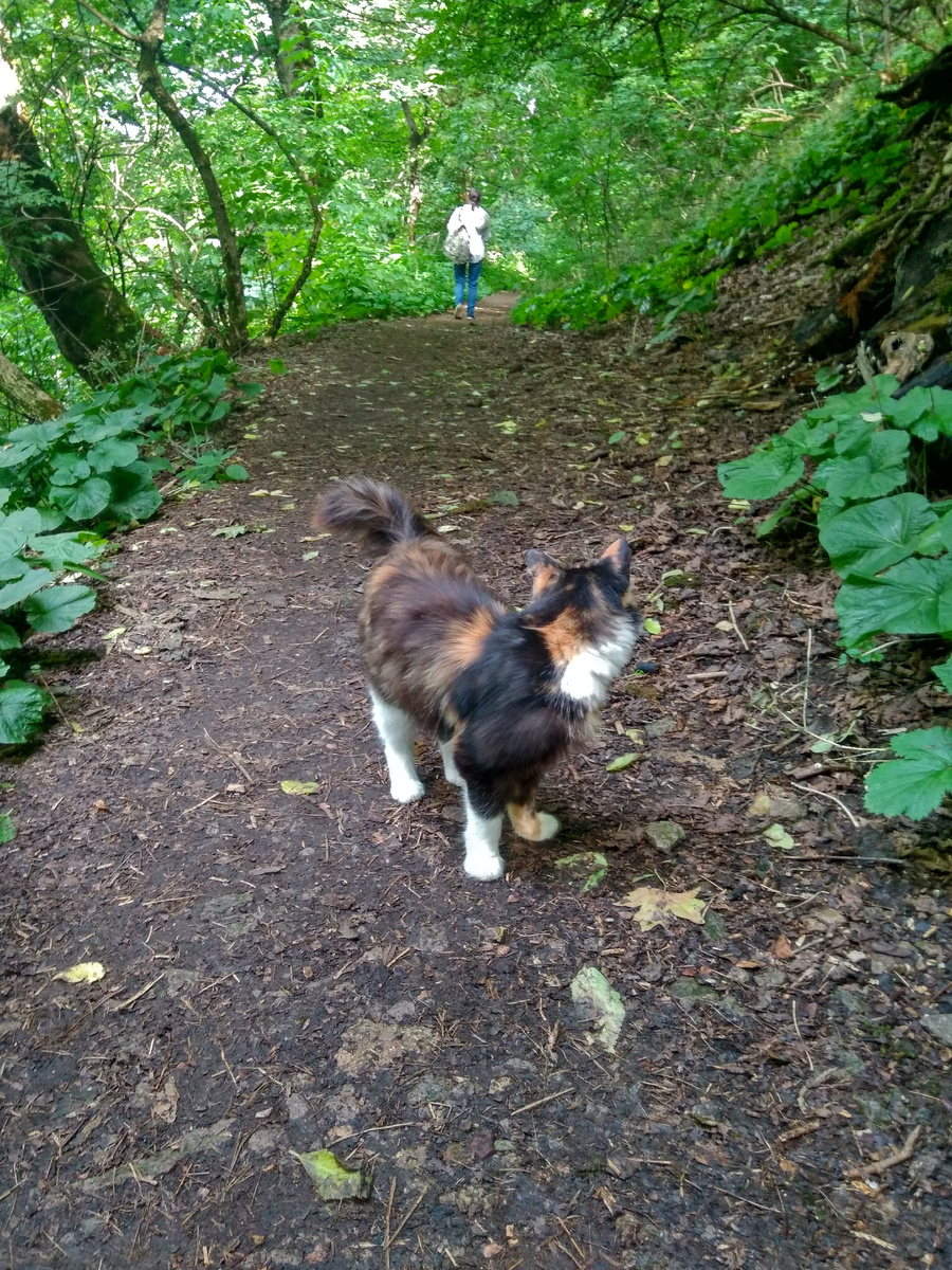 Кошка на горе Железная (июнь 2020 года)