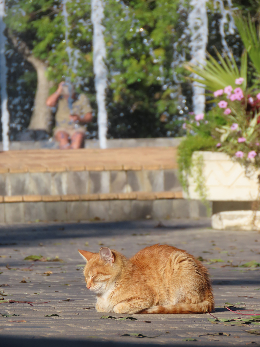 Маленькость греется на солнце у фонтана (октябрь 2024 года)