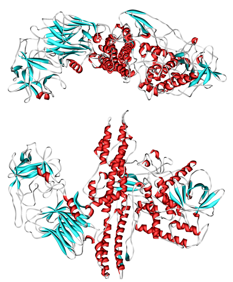 3d ленточная модель серотипа ботулинического нейротоксина A (botox) from PDB 3BTA. Ref.: Lacy, D.B., Tepp, W., Cohen, A.C., DasGupta, B.R., Stevens, R.C. (1998) Crystal structure of botulinum neurotoxin type A and implications for toxicity. Nat.Struct.Biol. 5: 898-902 PMID 9783750