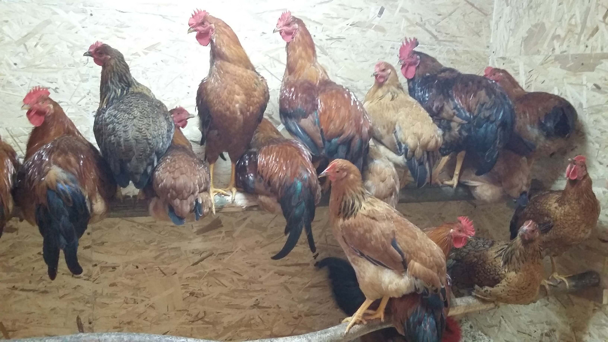 Вот они все