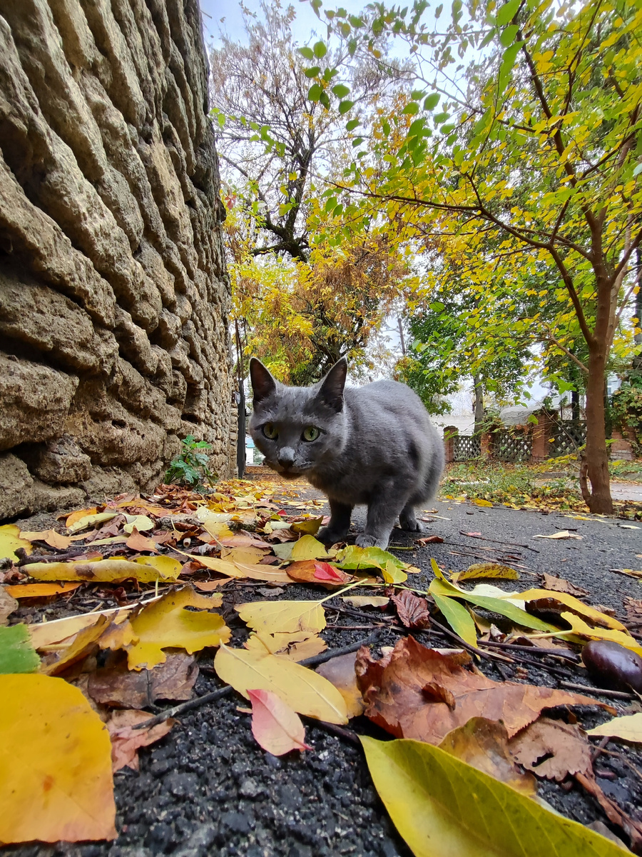 Улица Чкалова. Коля жил в доме 16, сегодня этого дома уже нет. Его снесли, а на его месте разбили спортплощадку санатория (октябрь 2024 года)