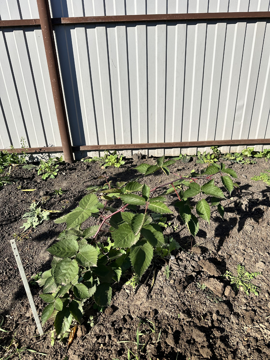 Однолетний куст ежевики. При обрезке оставляем все что вырасло за этот сезон.