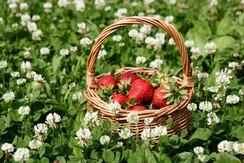 Яндекс картинки, взято отсюда artfile.me