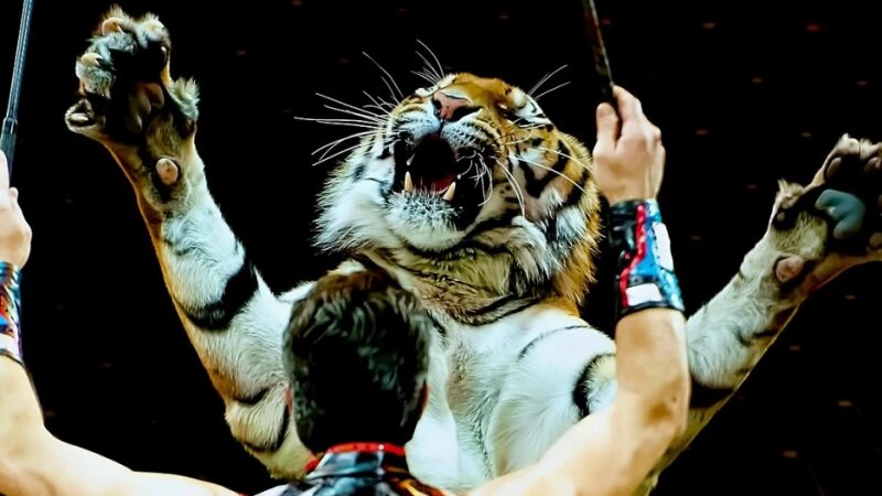     Тигр в цирке СС0