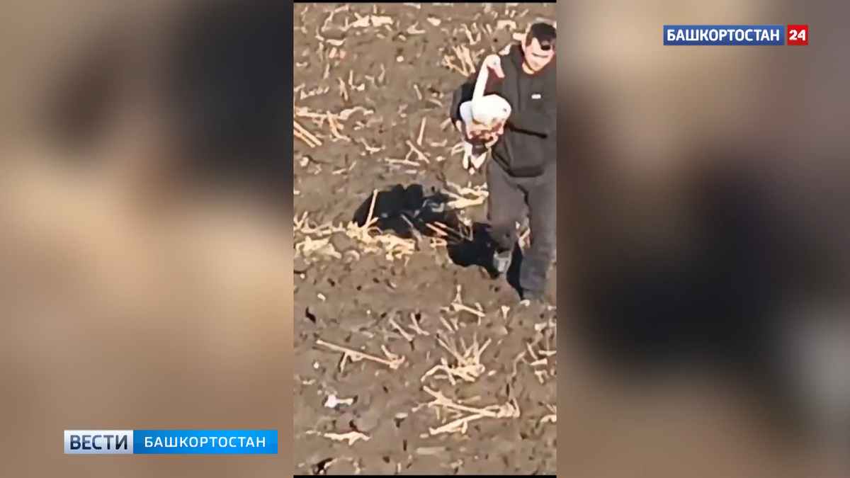    Жители Иглинского района Башкирии оказали первую помощь травмированному лебедю
