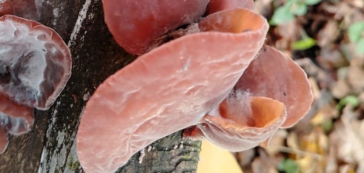 Фото автора. Гриб действительно похож по форме на  ухо или раковину