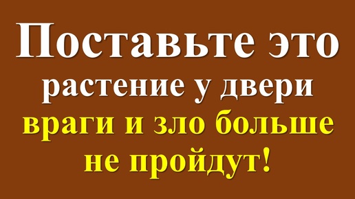 Как защититься от врагов и завистников. Ритуалы и обряды. Народные приметы про растения