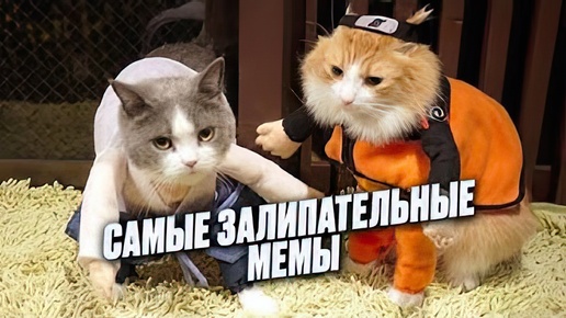 Мемы и мемы