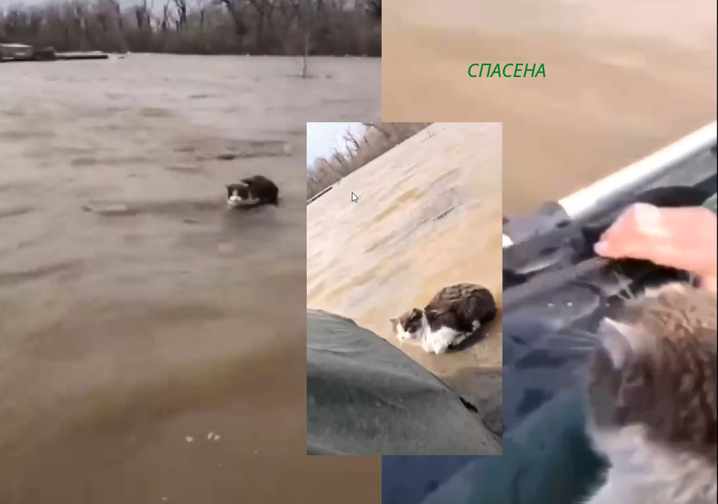 Кошка дрейфовала на каком-то предмете, вся промерзла, спасена!