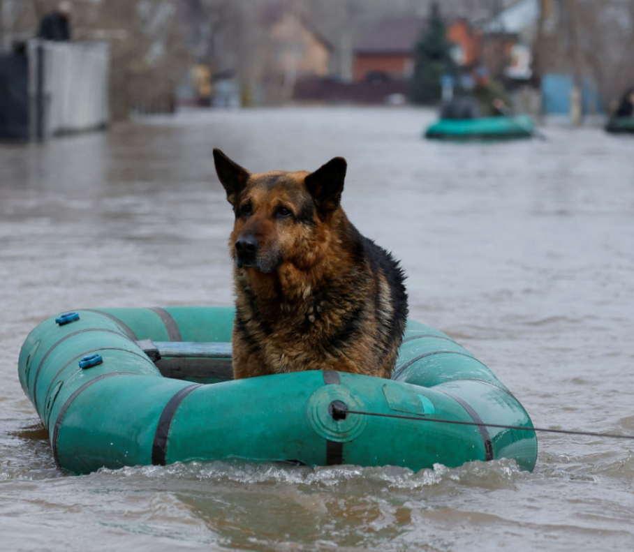 Верный друг с потопа