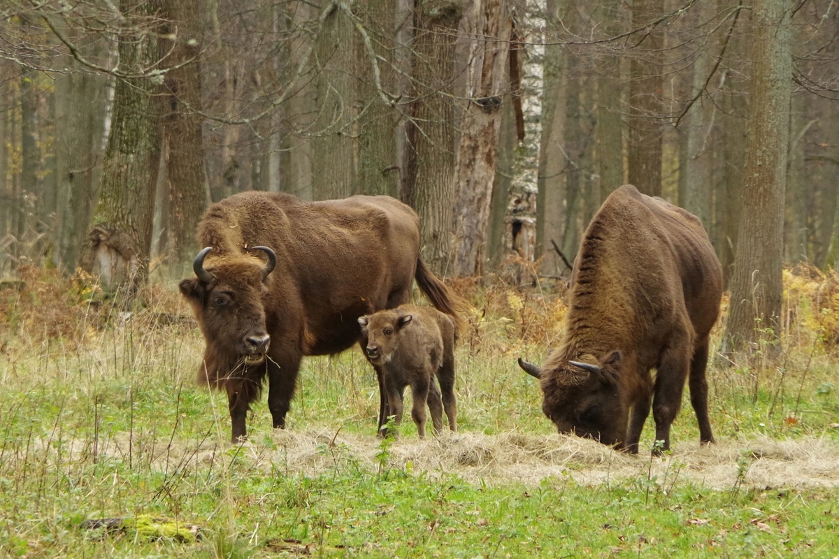    Фото: ВКонтакте / «Приокско-Террасный заповедник» Илья Мартов