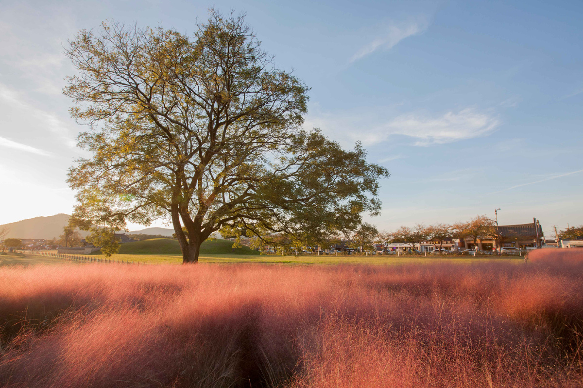 Розовая трава Мюленбергия. Источник: KTO Photo Korea