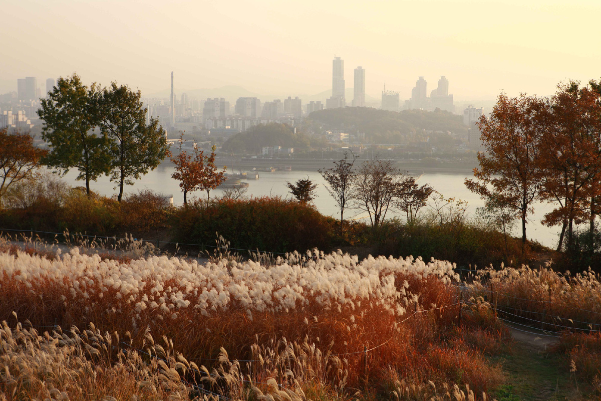 Цветение мискантуса, парк Ханыль. Источник: KTO Photo Korea