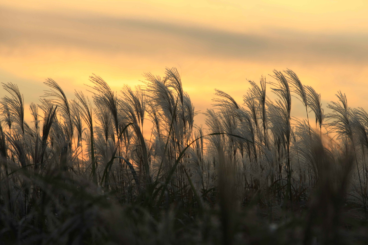 Цветение мискантуса, парк Ханыль. Источник: KTO Photo Korea