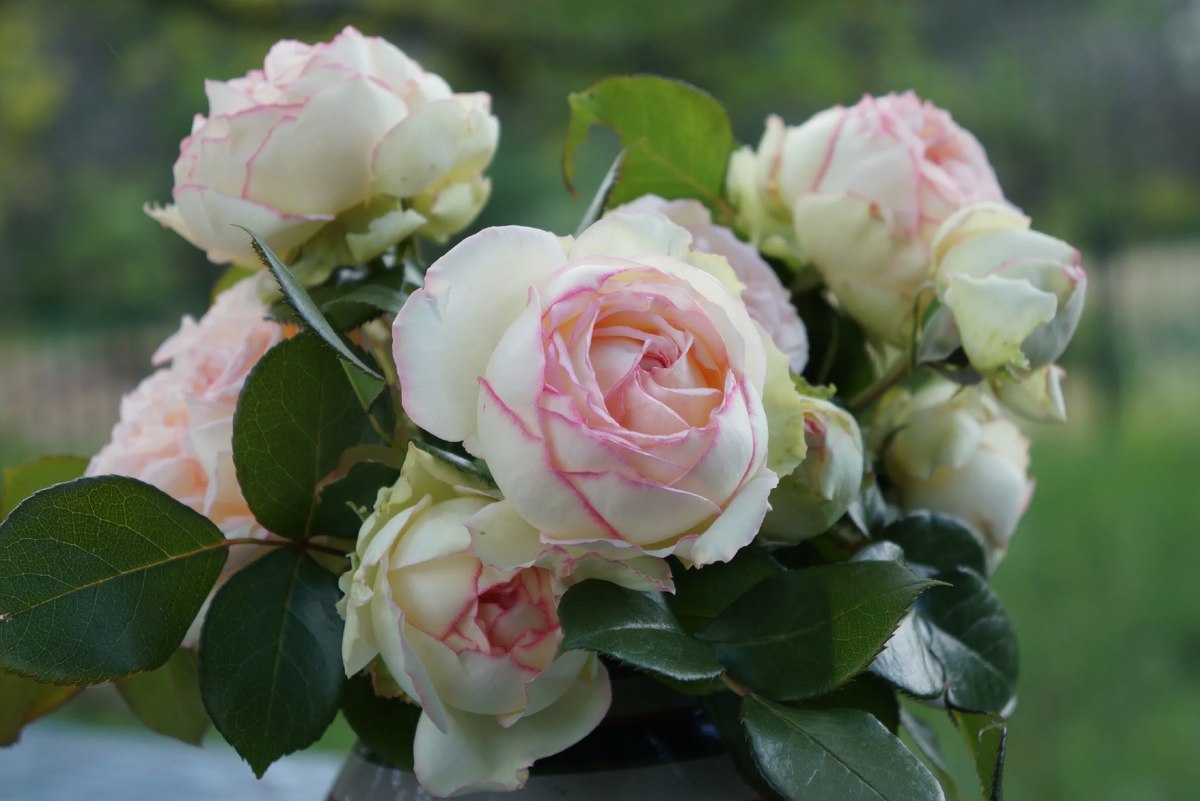 Источник фото: greengarden31.ru