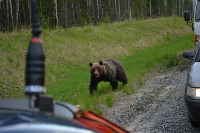 Тут ещё нужно разобраться, кто из нас царь природы / Фото: сайт правительства Камчатского края