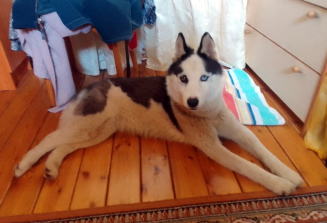 Хотя хася так и не считала 