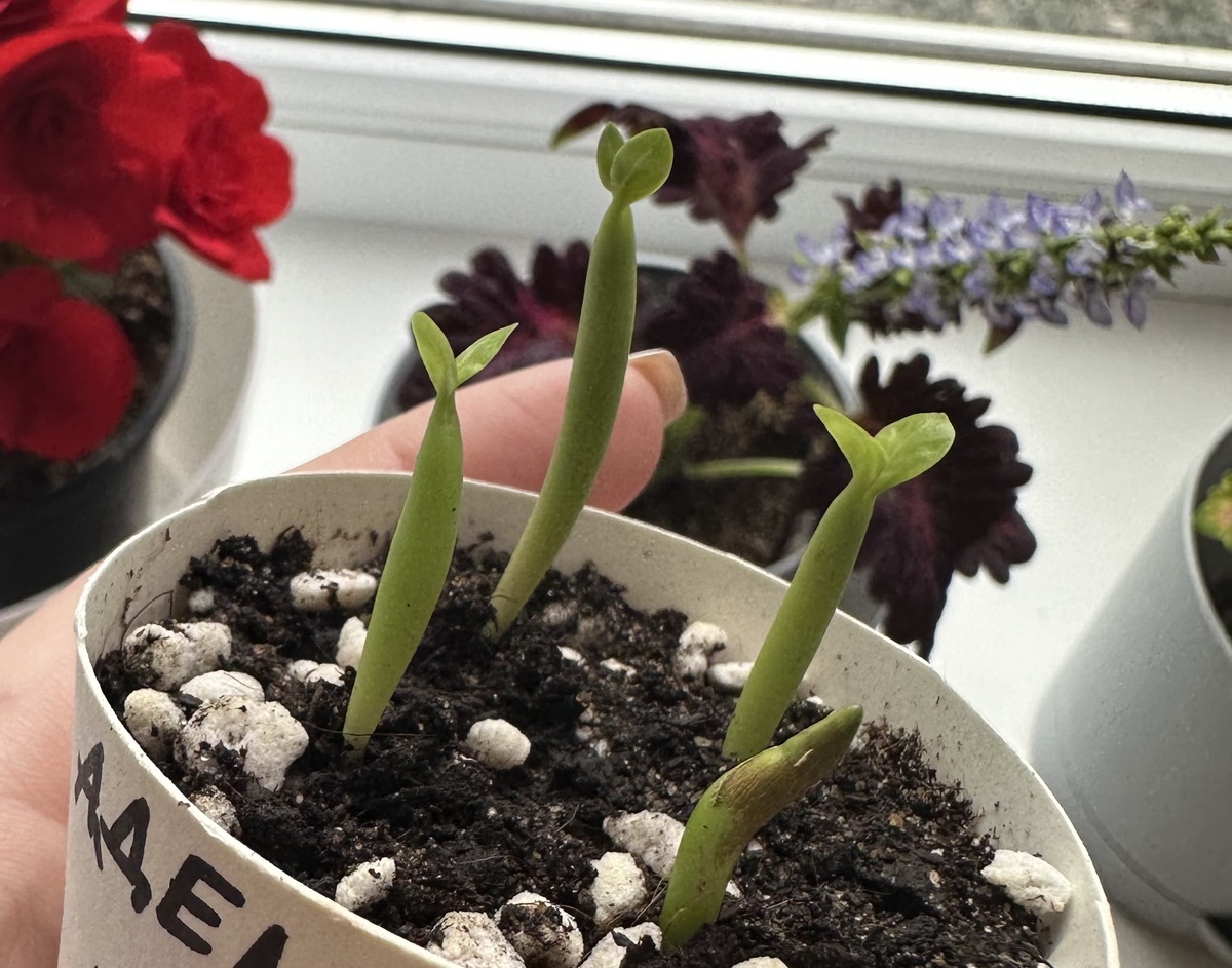 Первый посев моих адешек. Две недели от роду.