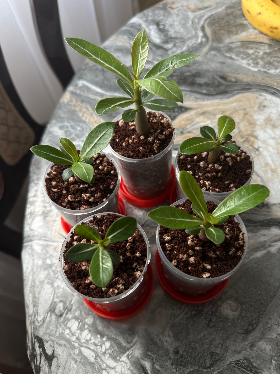 Адениумы в кокосе/перлите