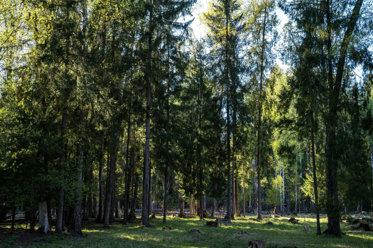 Фото: Александр Плонский / «Агроэксперт»