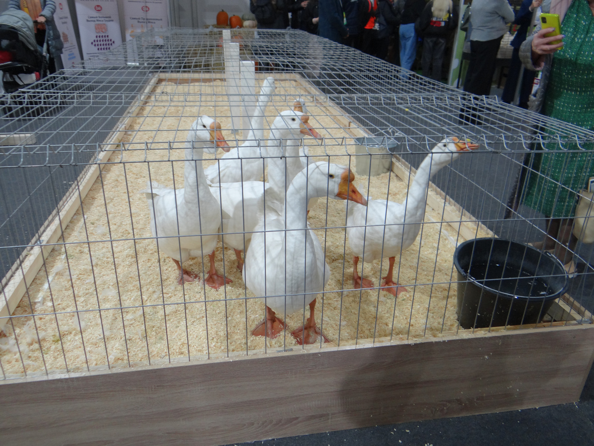 Вот такие гуси