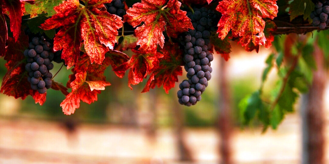 Обрезка куста винограда на усиленное плодовое звено