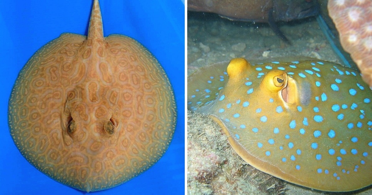 Albino Stingrays / Blue spotted stingray