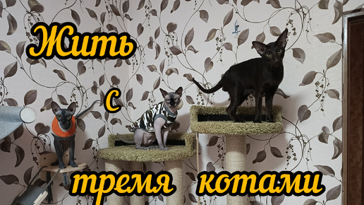 Жизнь с тремя котами, в гостях у хвостатых. Не хотят играть😢