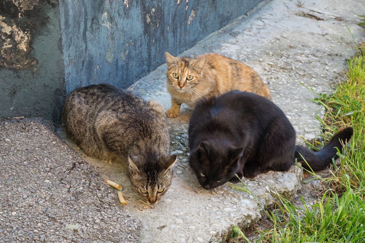 Уличные кошки 