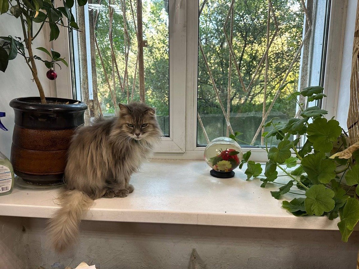 Кошка Манечка и магический шар, подаренный самым народным мэром Владивостока Виктором Черепковым. 