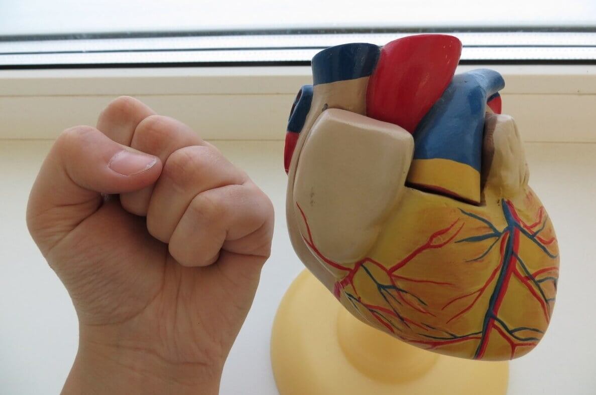    Размер сердца человека сравним со сжатым кулаком. Источник изображения: Wikimedia