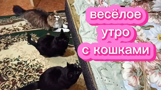 Весёлые утро с кошками. Игрушки для кошек.