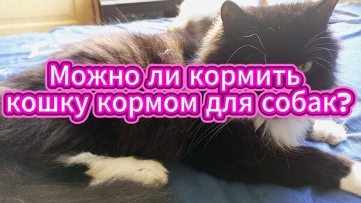 Кормить кошку кормом для собак нельзя