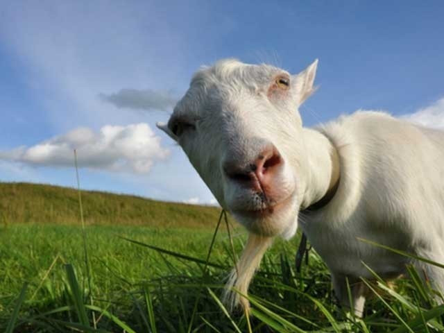 Носитель кого-то определённого генофонда. В народе - коза!